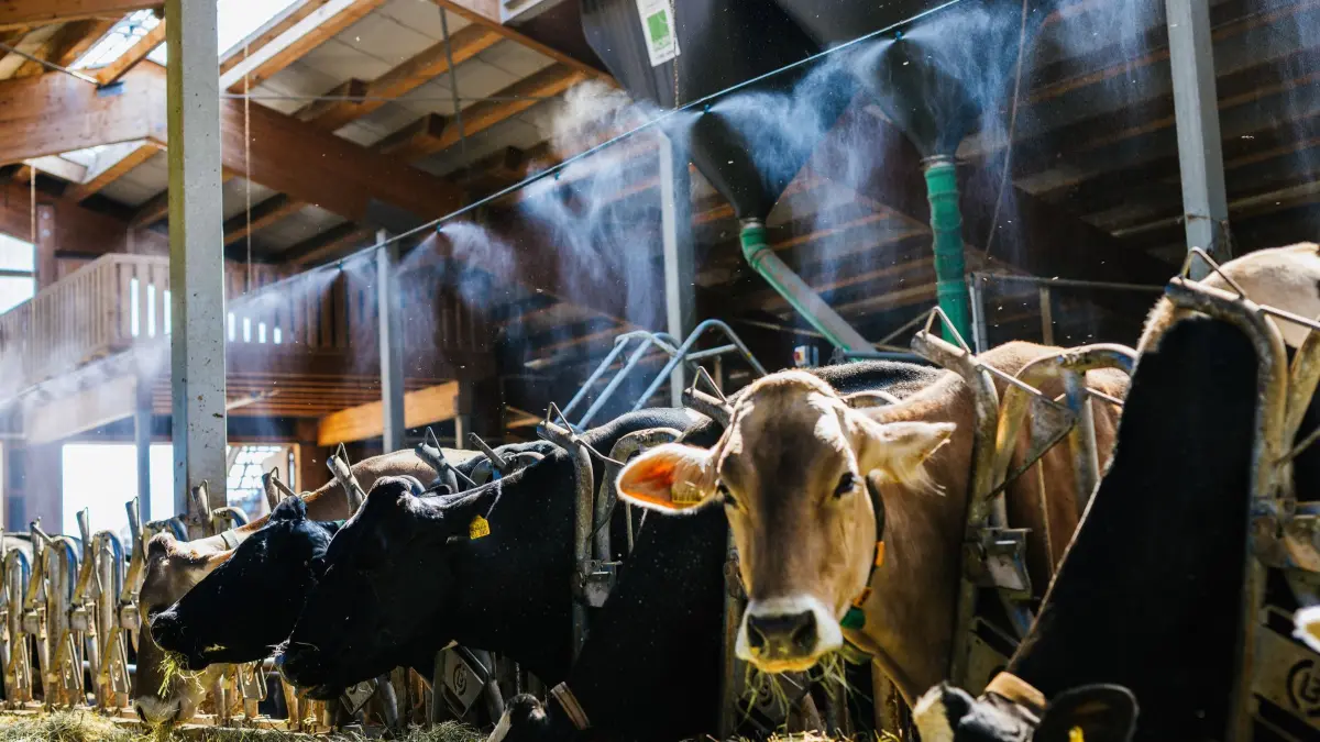 Abkühlung für Kühe im Stall: 24.06.2026, Baden-Württemberg, Oberried: Kühe stehen in einem Stall unter einer Beregnungsanlage in einem Wassernebel. Die Beregnungsanlage für den Stall soll die Temperatur im Stall senken und dadurch Hitzestress bei den Tieren lindern helfen. Foto: Philipp von Ditfurth/dpa +++ dpa-Bildfunk +++