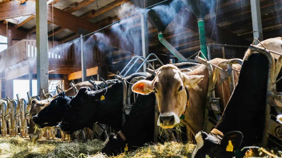 Abkühlung für Kühe im Stall: 24.06.2026, Baden-Württemberg, Oberried: Kühe stehen in einem Stall unter einer Beregnungsanlage in einem Wassernebel. Die Beregnungsanlage für den Stall soll die Temperatur im Stall senken und dadurch Hitzestress bei den Tieren lindern helfen. Foto: Philipp von Ditfurth/dpa +++ dpa-Bildfunk +++