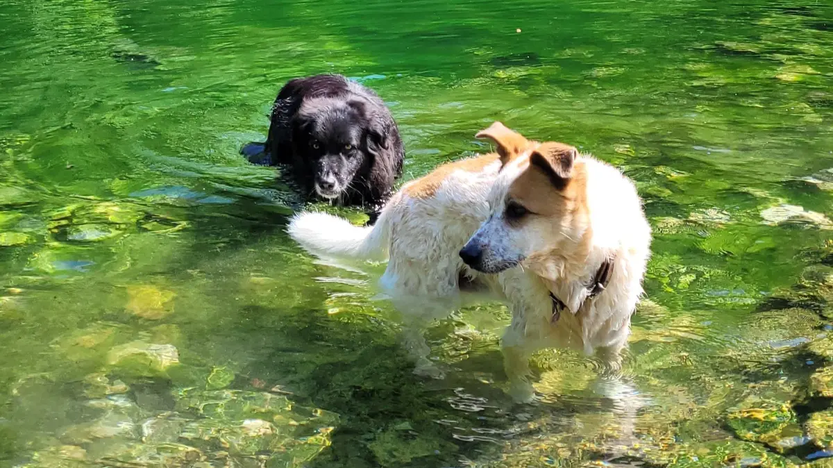 Ein Spaziergang zu einem See oder Bach kann auch bei Hunden für eine willkommene Erfrischung und Abkühlung sorgen.