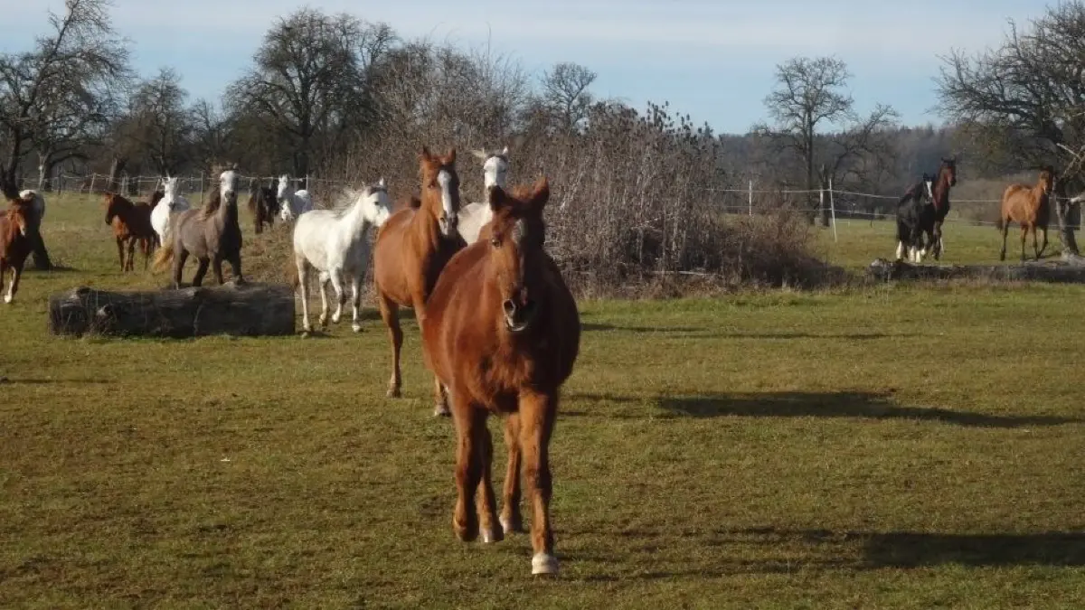 Die große Koppel des Zentrums für Heilpädagogisches Reiten am Heimgartenhof in Ofterdingen bietet den Pferden viel Auslauf und Schatten.