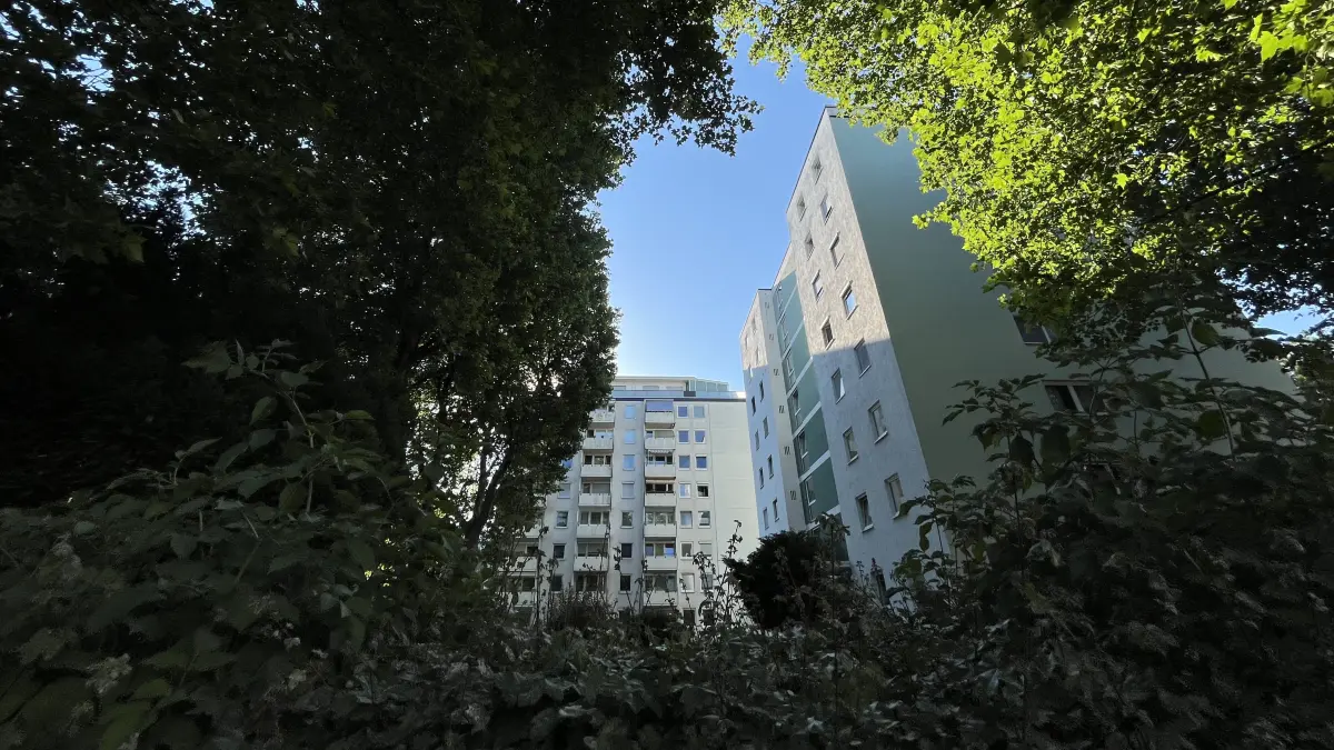 Eine grüne Oase in Neu-Ulm: Große Bäume umrahmen die Wohnblocks in der Schillerstraße. Nun sollen dort sechs Platanen gefällt werden.