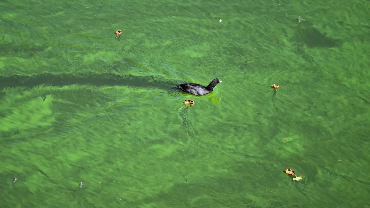Blaualgen: ARCHIV - 06.09.2023, Berlin: Ein Wasservogel durchquert den Teppich aus Blaualgen. (zu dpa: «Probleme mit Blaualgen in Talsperre Bautzen») Foto: Soeren Stache/dpa +++ dpa-Bildfunk +++