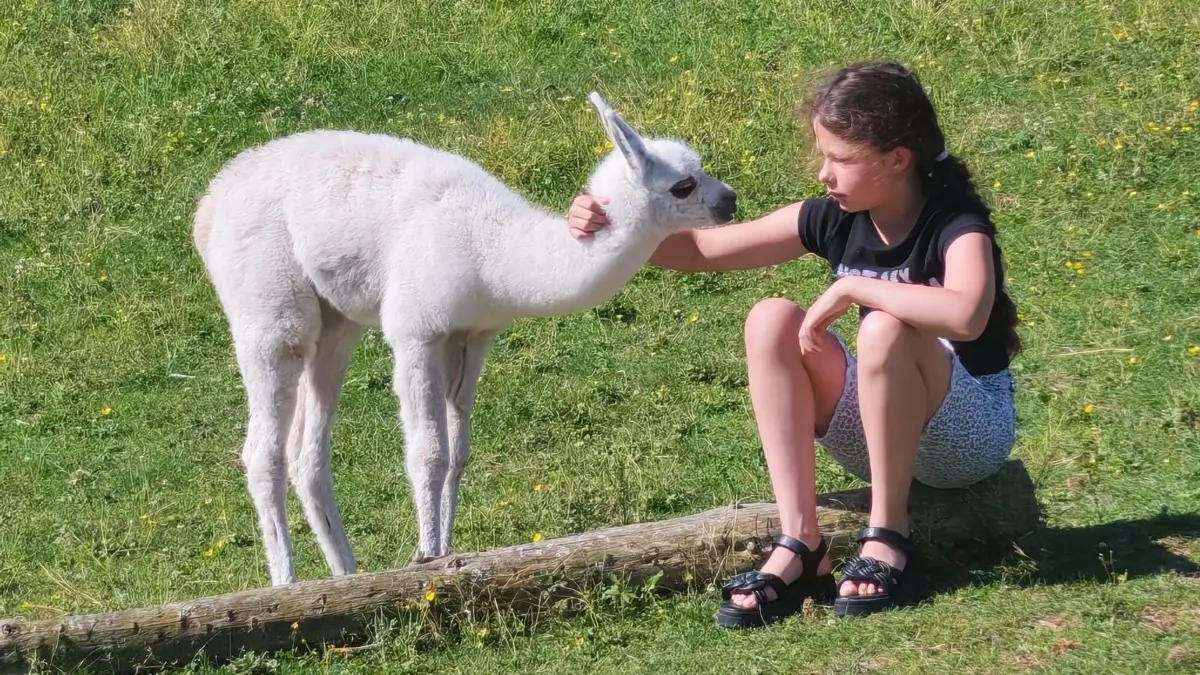 Lamafohlen Schneeflocke und die Schüler Adriana Böhm aus Westerheim