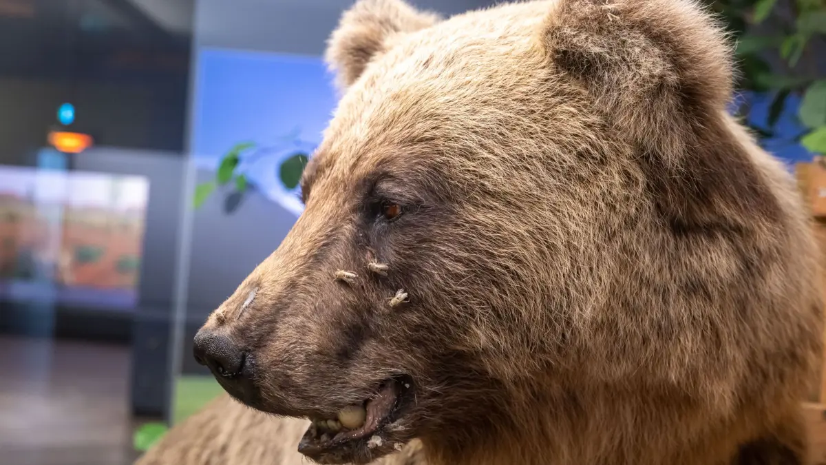 Braunbär Bruno: ARCHIV - 27.04.2023, Bayern, München: Der ausgestopfte Braunbär Bruno wird im Museum Mensch und Natur ausgestellt. Der Bär gilt weithin als tragisches Beispiel für den Konflikt zwischen Mensch und Wildtier. (zu dpa: «Braunbär Bruno im Museum: Freiheitssymbol und Schaustück») Foto: Peter Kneffel/dpa +++ dpa-Bildfunk +++