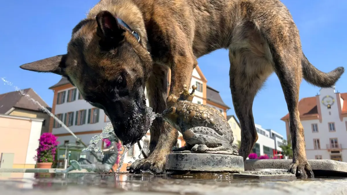 Bei Hitze gilt auch für Hunde: cool bleiben und viel trinken.