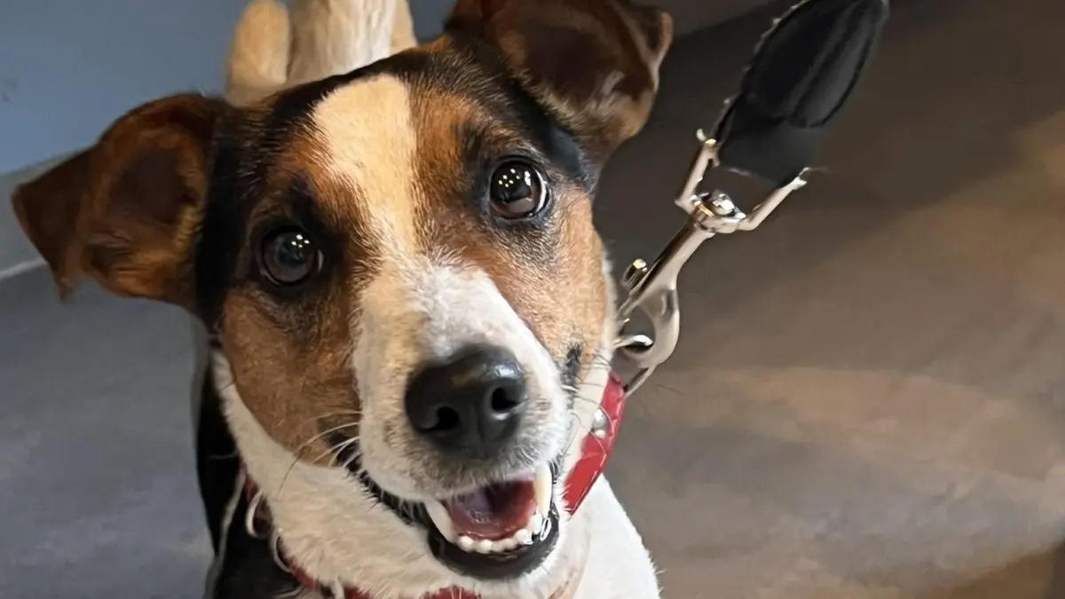 Diese kleine Jack-Russell-Hündin wurde im Bereich der Autobahn bei Schnelldorf ausgesetzt.