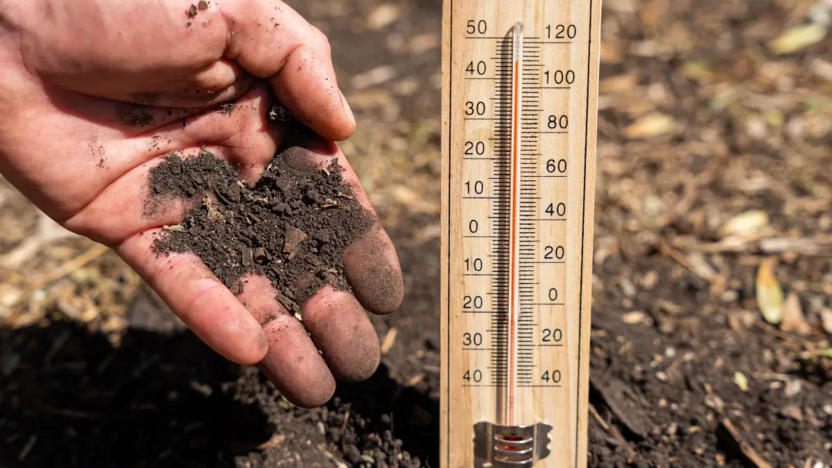 Symbolbilder: Hitzewelle in Deutschland: Bavaria, Germany - June 27, 2026: A hand holds parched soil next to a thermometer showing a high temperature. The image symbolizes drought, crop failures, and the growing impact of heat waves, climate change, and global warming on agriculture and food security. *** Eine Hand hält ausgetrocknete Erde neben einem Thermometer mit hoher Temperatur. Das Bild symbolisiert Dürre, Ernteausfälle und die zunehmenden Folgen von Hitzewellen, Klimawandel und Erderwärmung für Landwirtschaft und Ernährungssicherheit.