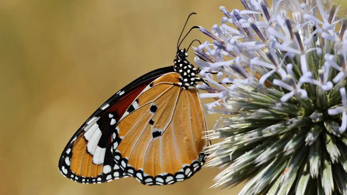 Kleiner Monarch: 27.06.2026, Türkei, Diyarbakir: Ein Schmetterling der Art Kleiner Monarch (Danaus chrysippus), auch Afrikanischer Monarch genannt, ruht auf einer Pflanze in den Hevsel-Gärten von Diyarbakir. Die Edelfalter nehmen schon als Raupe Giftistoffe aus bestimmten Pflanzen auf, die später auch noch den ausgewachsenen Schmetterling als Beute für Fressfeinde ungenießbar machen. Foto: Mehmet Masum Suer/SOPA Images via ZUMA Press Wire/dpa +++ dpa-Bildfunk +++