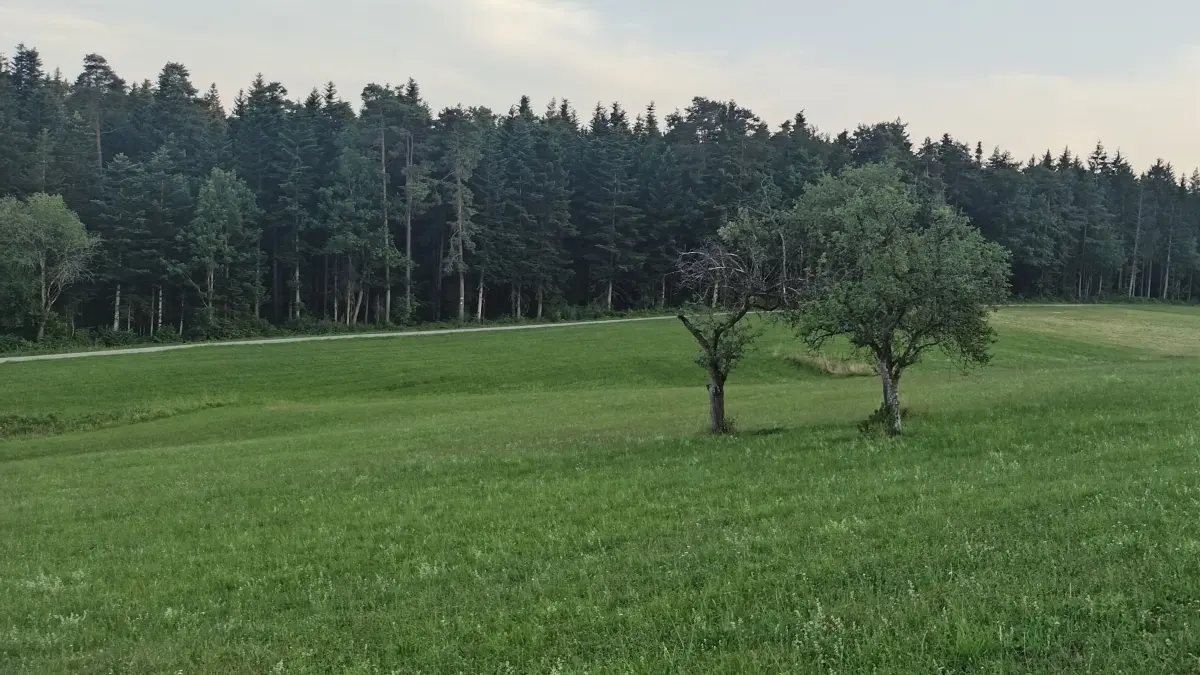 Blick von der Weildorfer Weinberghalde auf das Waldgebiet "Unterer Withau". Dort soll der neue Wasserturm entstehen.