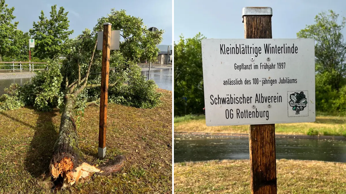 Die Kleinblättrige Winterlinde, die der Albverein vor 30 Jahren bei der Seebronner Straße in Rottenburg gepflanzt hat, fiel am Dienstagabend einer Sturmböe zum Opfer.