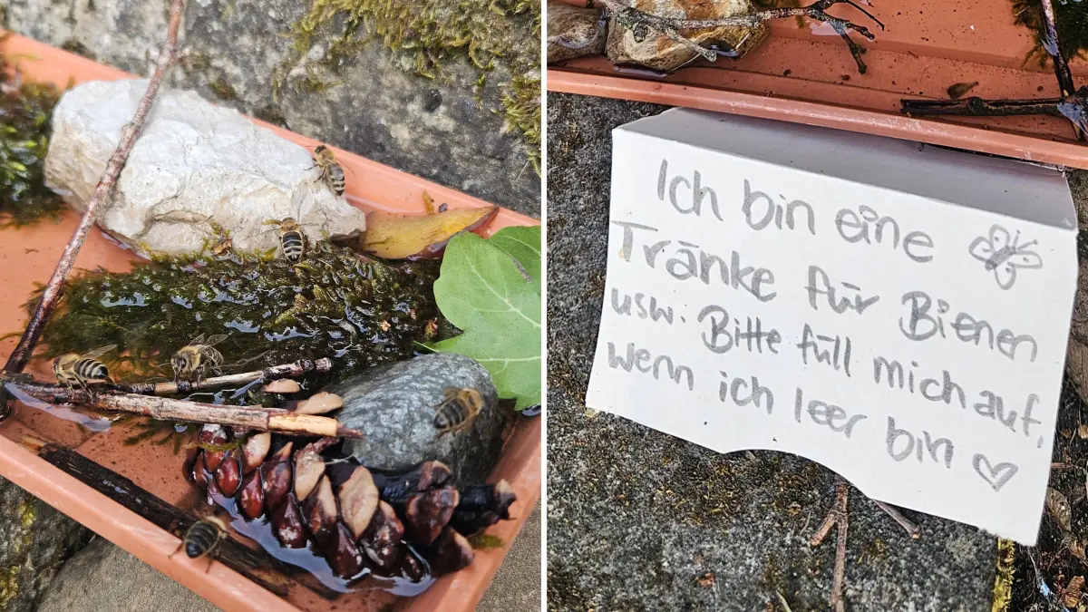 Liebes Tagblatt-Team, lieber Herr Beißwenger,Zur Abwechslung mal keinen Sonnenuntergang von Talheimer Sicht, dafür eine wuselige Bienenversammlung, die ähnlich wie wir bei den Temperaturen der letzten Tage, jedes "kühle Nass" dankbar angenommen haben. Ich habe beim Gießen unserer Pflegegräber letzte Woche öfter bemerkt, dass sobald der Wasserhahn lief, die Bienen direkt angeflogen kamen auf der Suche nach Wasser. Daher steht nun seit Samstag für die kleinen eine Tränke neben der Wasserstelle, die auch sehr gut besucht und genutzt wird.Die nächste Hitzewelle kommt ja bestimmt, auch wenn wir jetzt grade ein bisschen Unterstützung beim Gießen von oben bekommen.Liebe Grüße und einen guten WochenstartAlina Geiser