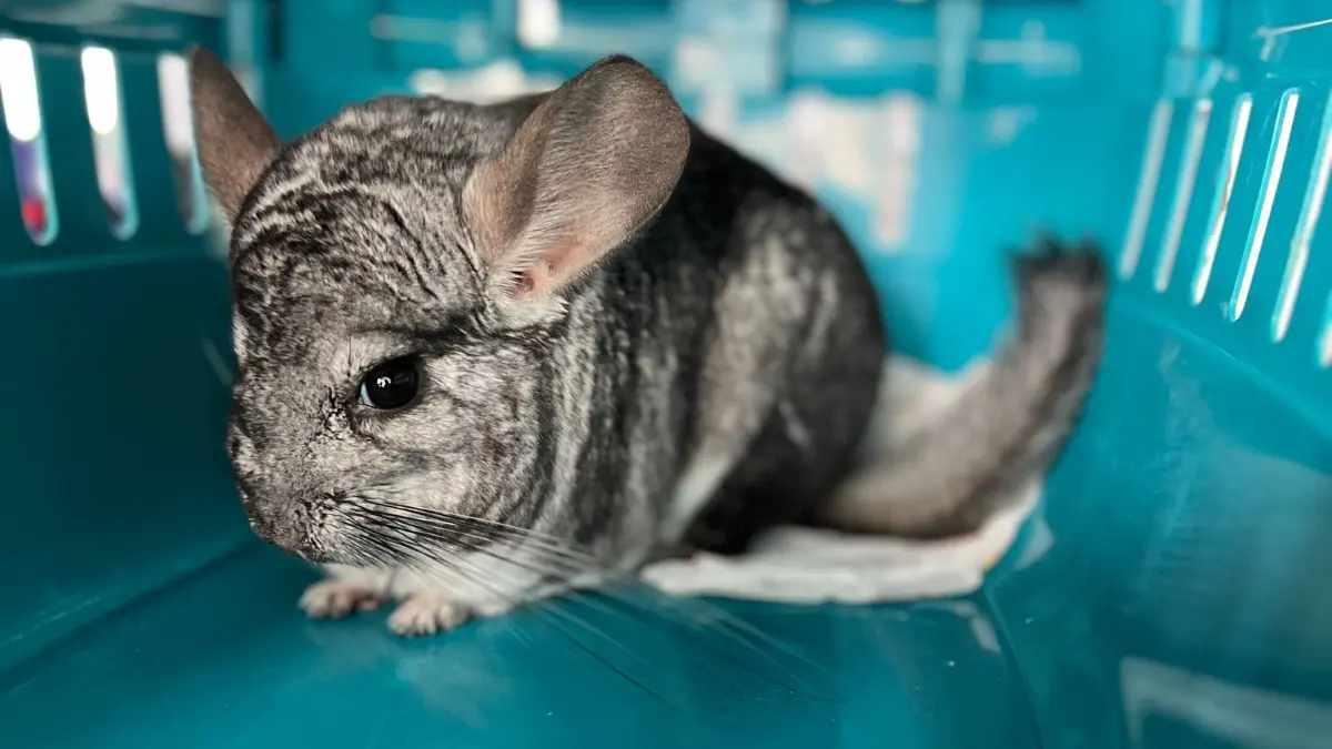 Feuerwehr bringt zugelaufenes Chinchilla ins Tierheim