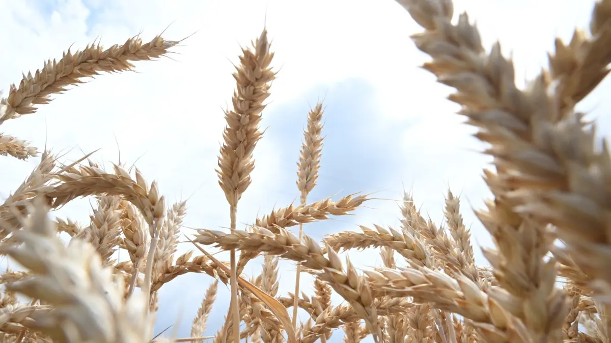 Getreide: 01.07.2026, Baden-Württemberg, Esslingen: Getreide steht auf einem Feld vor einem dunklen Wolkenhimmel. (zu dpa: «Bauern in Sorge: Hitze und Kosten belasten Weizenernte») Foto: Bernd Weißbrod/dpa +++ dpa-Bildfunk +++