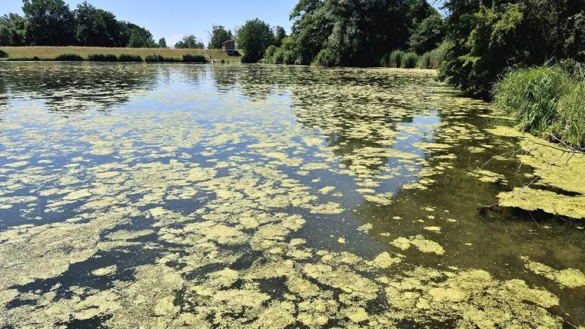 Sieht nicht schön aus, ist für Mensch und Tier aber nicht gefährlich: Die Wasserlinsen auf dem Dgenbachsee.