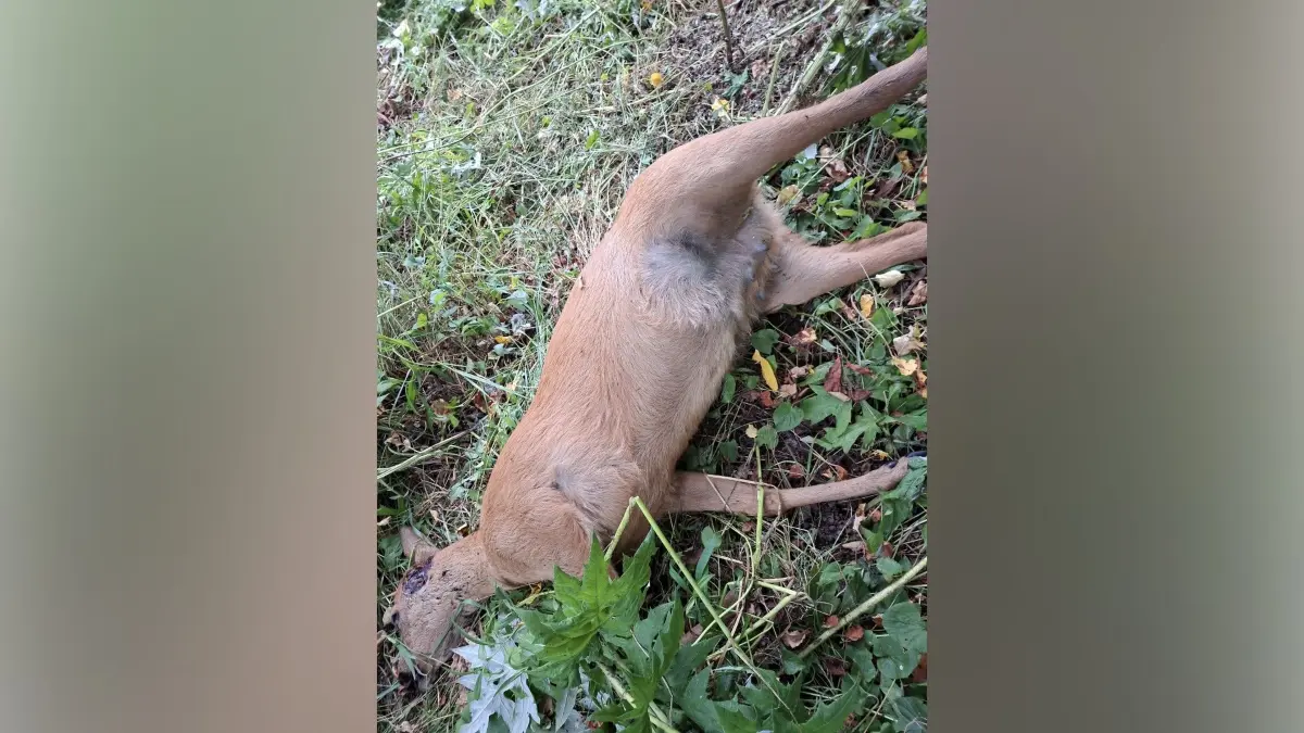 Die Bissspuren beim Reh, das bei Kirchberg gefunden wurde, deuten auf einen Hund hin.
