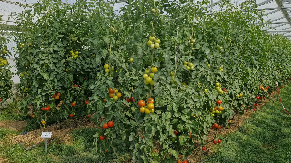 Tomaten, soweit das Auge reicht. Ingrid Wagner und ihr Team kümmern sich um etwa 50 Tomatensorten