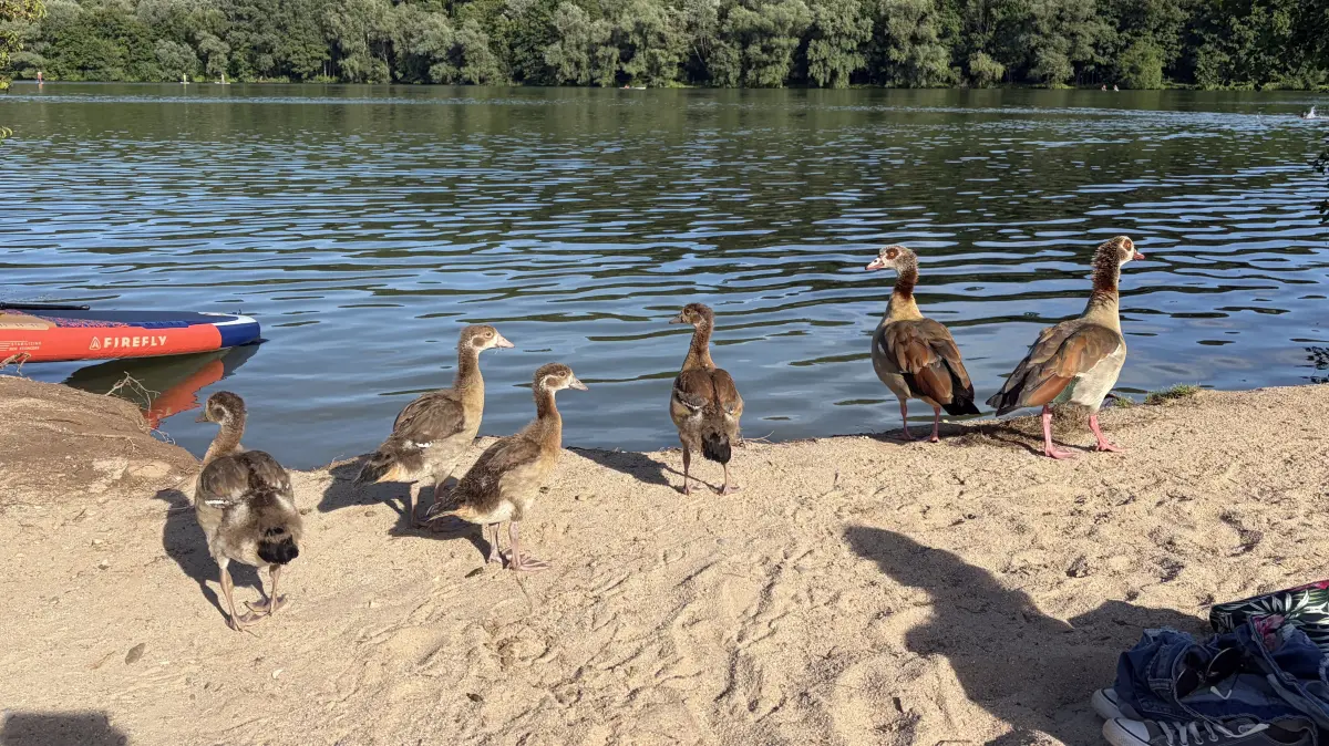 Nilgänse am Baggersee in Kirchentellinsfurt