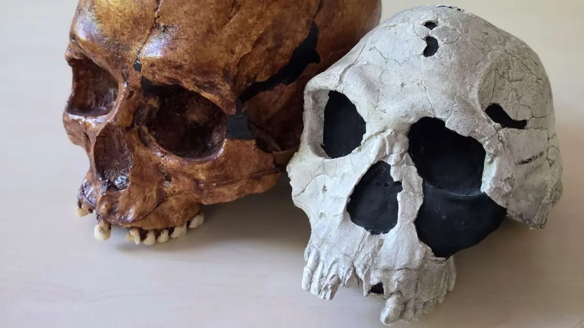 Nachbildungen eines Schädels von Homo habilis (rechts) sowie eines frühen Homo sapiens (links), die zwei zentrale Entwicklungstendenzen unserer Gattung veranschaulichen: die deutliche Vergrößerung des Gehirns und die gleichzeitige Verkleinerung des Gesichts. Foto: Katerina Harvati
