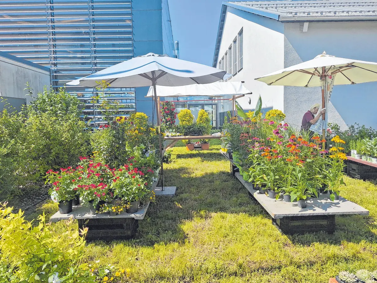 Auch die Gärtnerei Rüdenauer ist mit duftenden Blumen und Stauden auf dem Markt vertreten. Und hier gibt es noch etwas ganz Besonderes: Gärtnerei-Chefin Gudrun Weiberle zeigt Schmetterlinge und Schmetterlingspuppen und gibt Einblicke in ihre Aufzucht heimischer Arten.