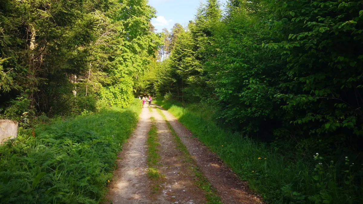 Rundwanderwege um Dornstetten mit schönen Aussichtspunkten könnten auch in Zusammenarbeit mit dem Schwarzwaldverein ausgewiesen werden, meint Marc Vogt (OGL).