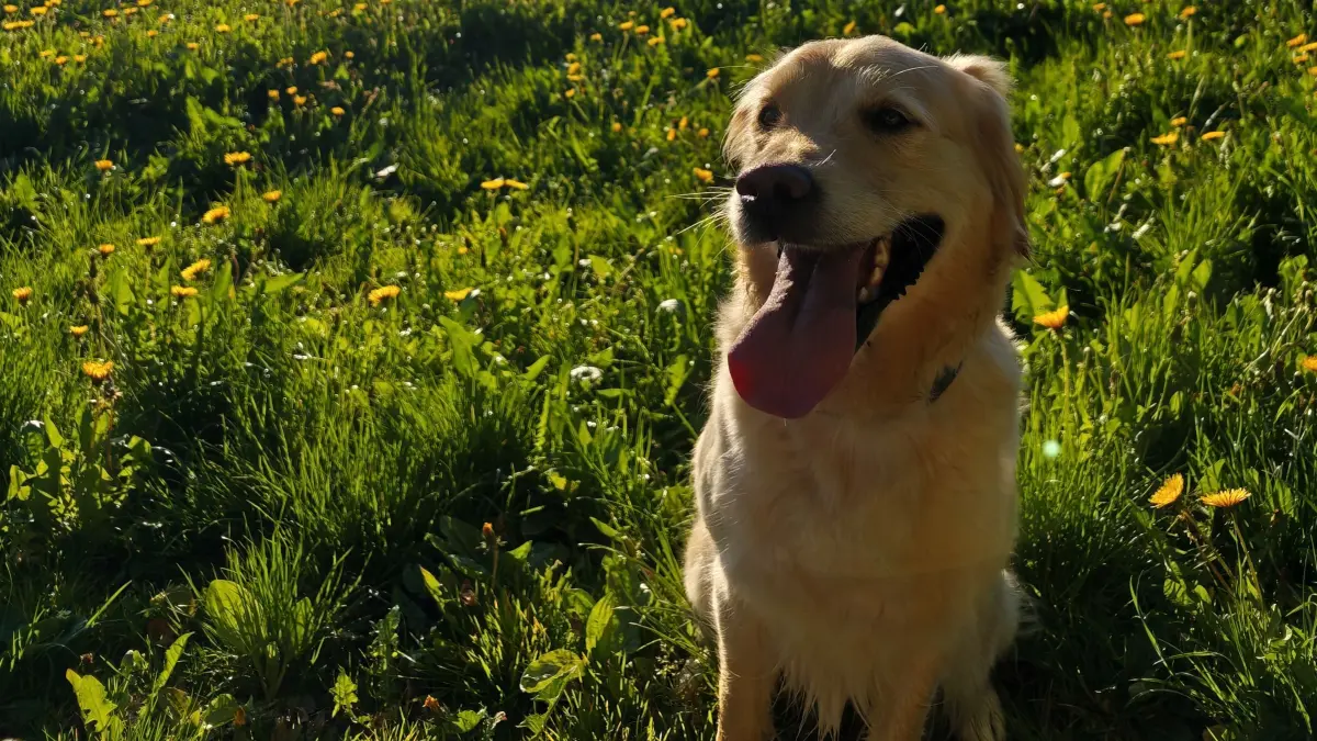 Golden Retriever Lotte überlebte Zugunfall bei Untermünkheim wie durch ein Wunder