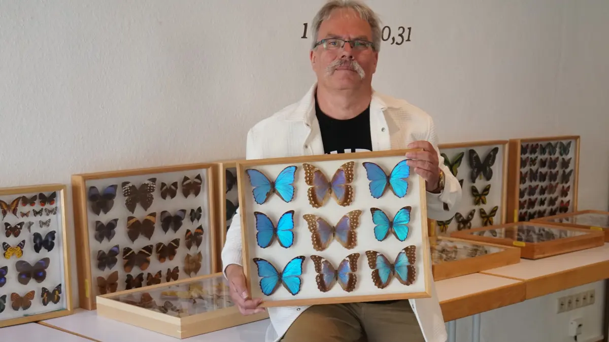 Martin Huster mit Teilen seiner Schmetterlingssammlung. Die schönsten Exponate zeigt er am 1. August in Besenfeld.