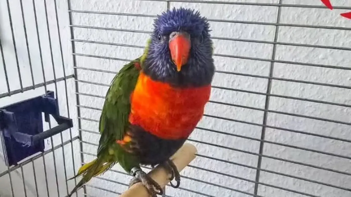 Den ausgebüxten Lori namens Georgi hat die Feuerwehr Illertissen gerettet – in der freien Natur wäre der australische Papageienvogel verhungert, da er auf tropische Blüten und Früchte spezialisiert ist.