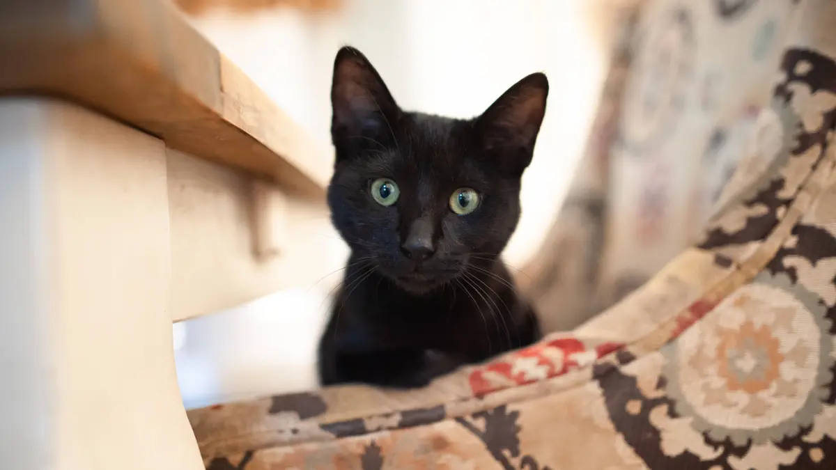 Cute black cat with green eyes sitting on chair Grimes, Iowa, United States R_LIPF260328-1988020-01: Cute black cat with green eyes sitting on chair Grimes, Iowa, United States R_LIPF260328-1988020-01