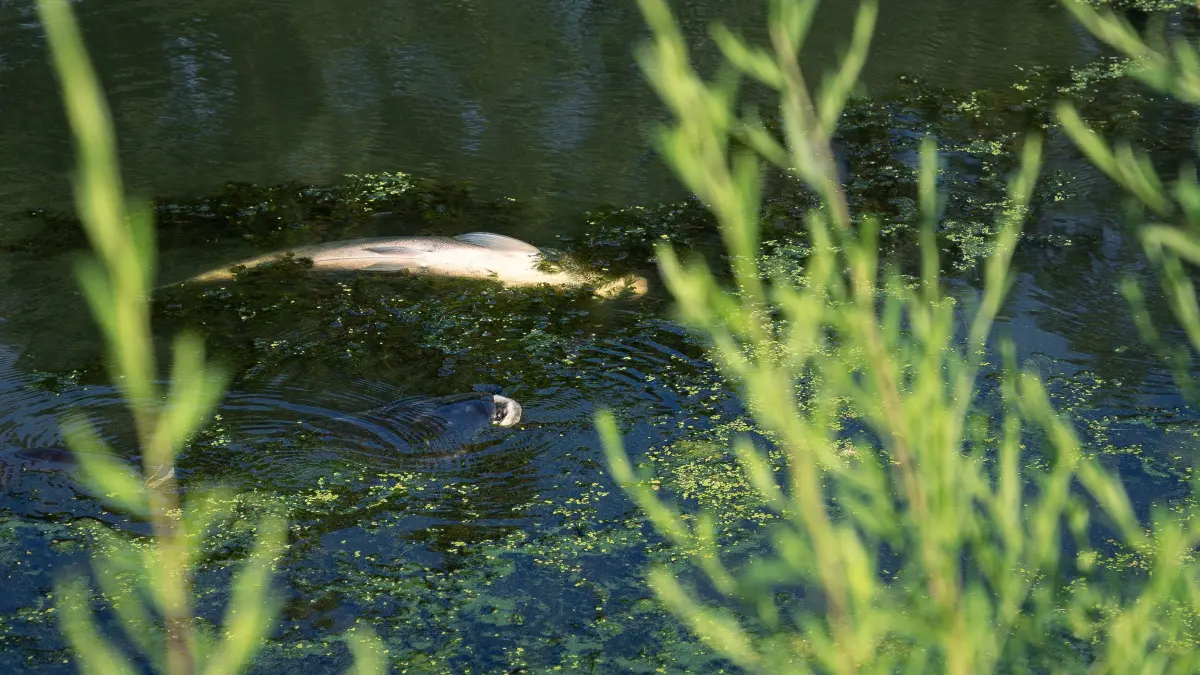 Niedrigwasser und Sauerstoffmangel: Akutes Fischsterben in der Thaya im tschechischen Breclav: July 14, 2026, Breclav, South Moravia, Czech Republic: A dead fish lies beside a fish gasping for oxygen amid a cyanobacteria bloom in a side channel of the Thaya River in Postorna near Breclav, Czech Republic, on July 14, 2026. The Morava River Basin Authority and volunteer firefighters continued emergency operations after oxygen levels in a side channel of the Thaya River dropped to 0.5 mg/l, resulting in fish mortality despite mitigation efforts. (Credit Image: © Michael Cabal/ZUMA Press Wire) / action press