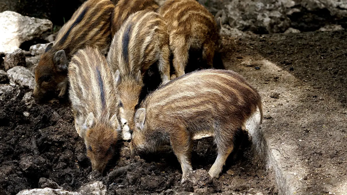 Die Wildschweine, ob klein oder groß, wissen sich gegen die Hitze im Sommer zu schützen.