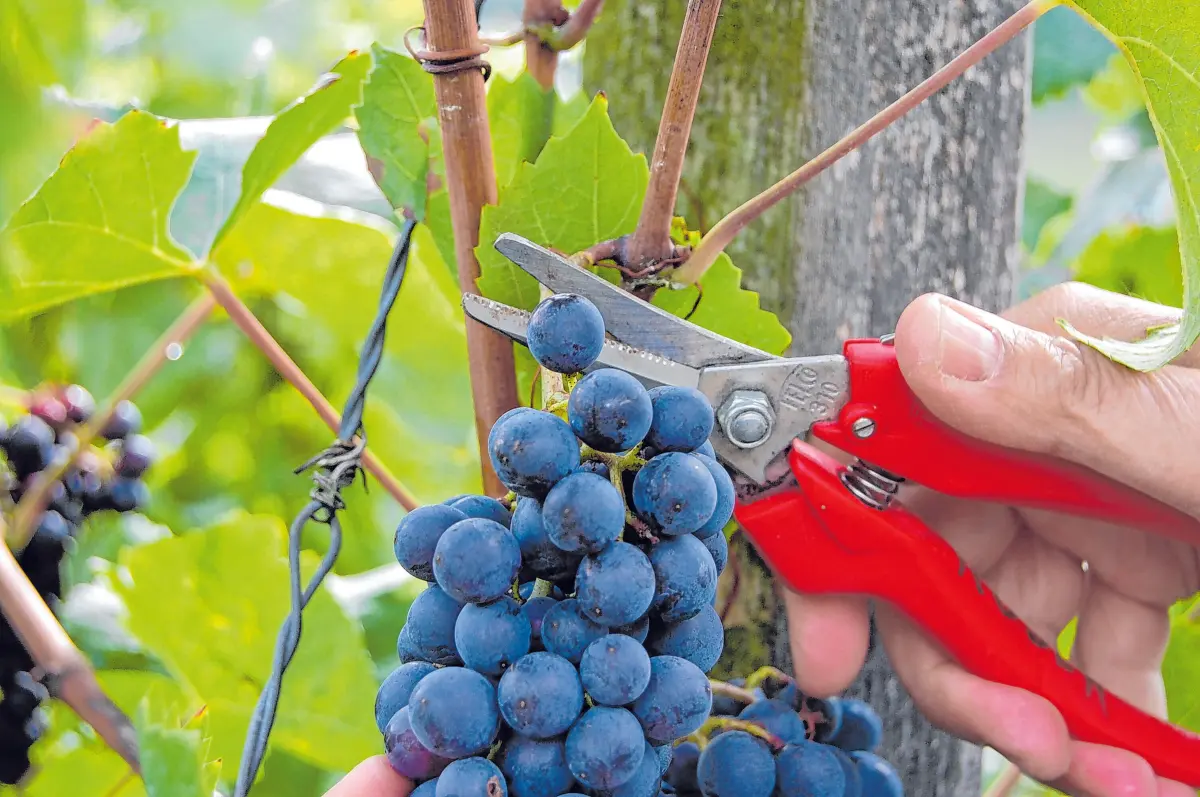 Viel Arbeit steckt im Wein.