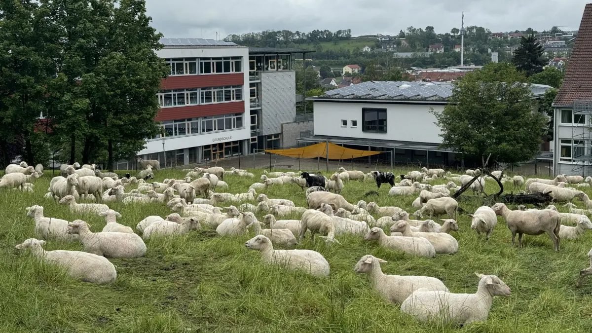 Schafe sind für steile Lagen wie diese am Schlossberg perfekt: Mühelos grasen sie den Rasen ab oder genießen am Boden liegend den Ausblick. (Das Foto entstand am 2. Juni 2024.)