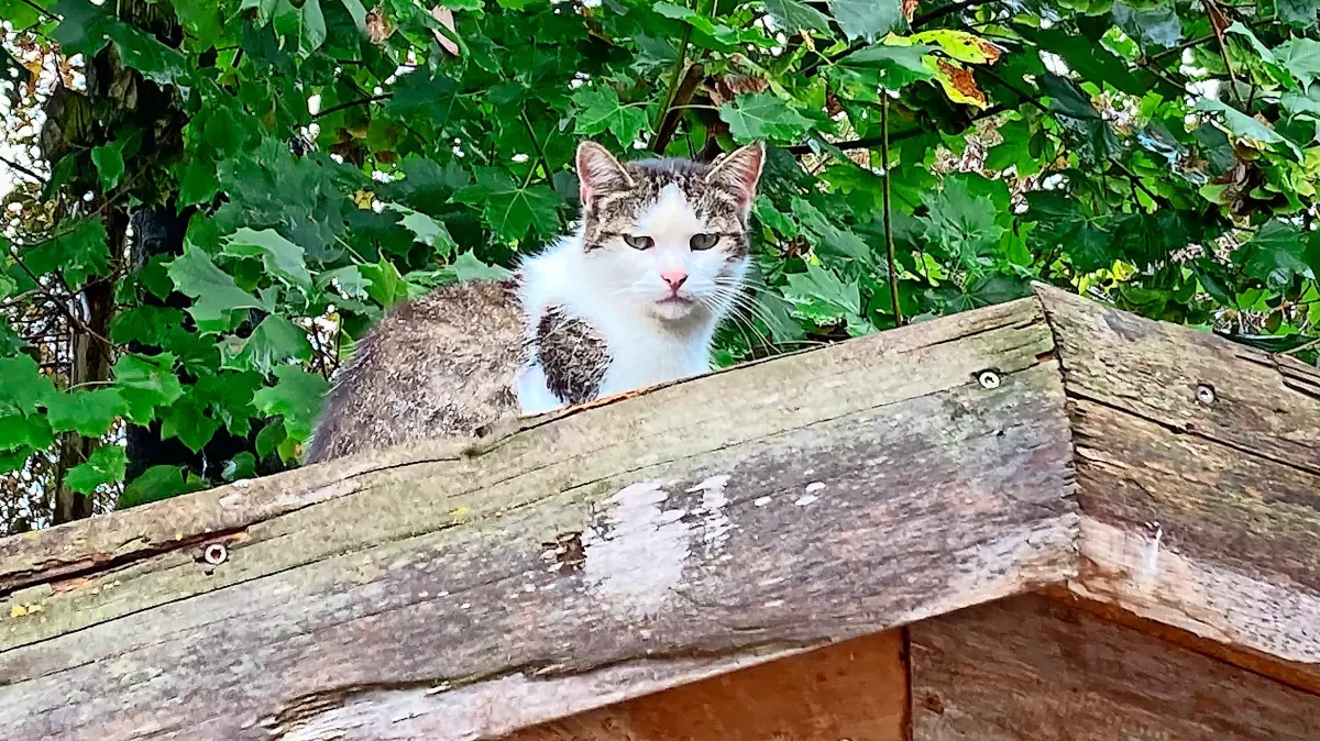 Die GLU in Friesenheim stellte den Antrag auf eine Katzenschutzverordnung – der Gemeinderat lehnte ab