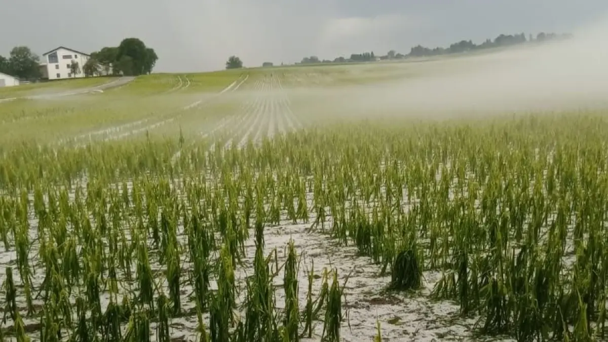 Auf einem Feld bei Herbertshofen hat der Hagel Spuren hinterlassen.