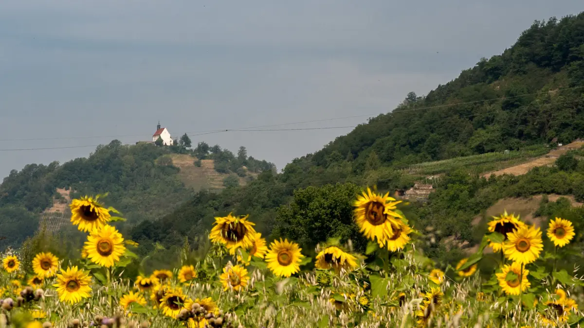 (ohne Überschrift): Vorsicht: Dieses Foto ist möglicherweise nur für den einstigen Verlag Schwäbisches Tagblatt verwendbar. Wetterbild: Wurmlinger Kapelle über dem Sonnenblumen Meer
04.08.18 Bild: Metz