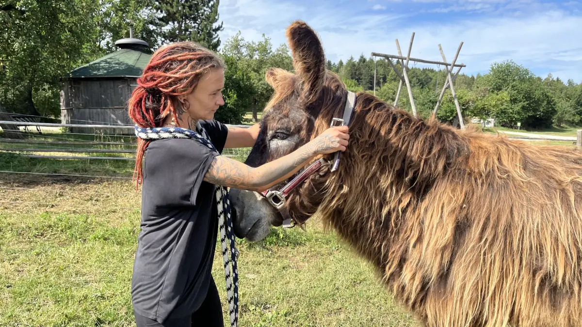 Franzy Beck legt dem Poitou Esel Beppo das Halfter an. Das 20 Jahre alte Tier wuchs in der Wilhelma Stuttgart auf.