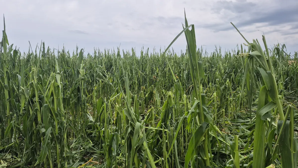 Hagelschäden am Mais in Hülben und Grabenstetten