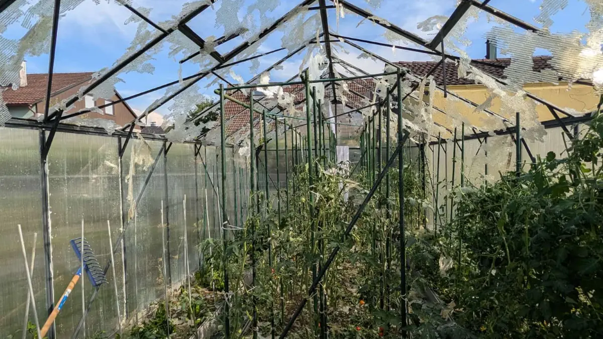 Mühevoll und mit viel Liebe wurden die Gemüsepflanzen in den vergangenen Wochen gepflegt. Der Hagel am Mittwoch zerstörte in einem Hülbener Garten ein Gewächshaus und die gesamte Ernte gleich mit.