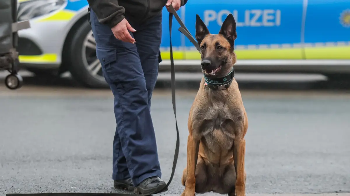Polizeihund: ARCHIV - 05.02.2025, Sachsen, Burgstein: Polizeihund Zwecke (Malinois/Belgischer Schäferhund) wartet auf seinen Einsatz als Spürhund während einer Kontrolle auf einem Parkplatz an der Autobahn 72. (zu dpa: «Fährtenhund Spejbl spürt Vermissten in Feld auf») Foto: Jan Woitas/dpa +++ dpa-Bildfunk +++
