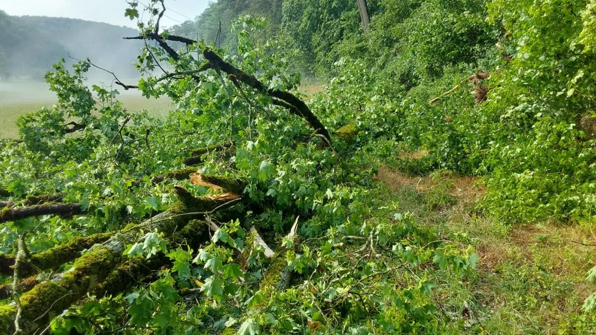 Im Lautertal stürzten durch das Unwetter Bäume um und rissen Äste ab.