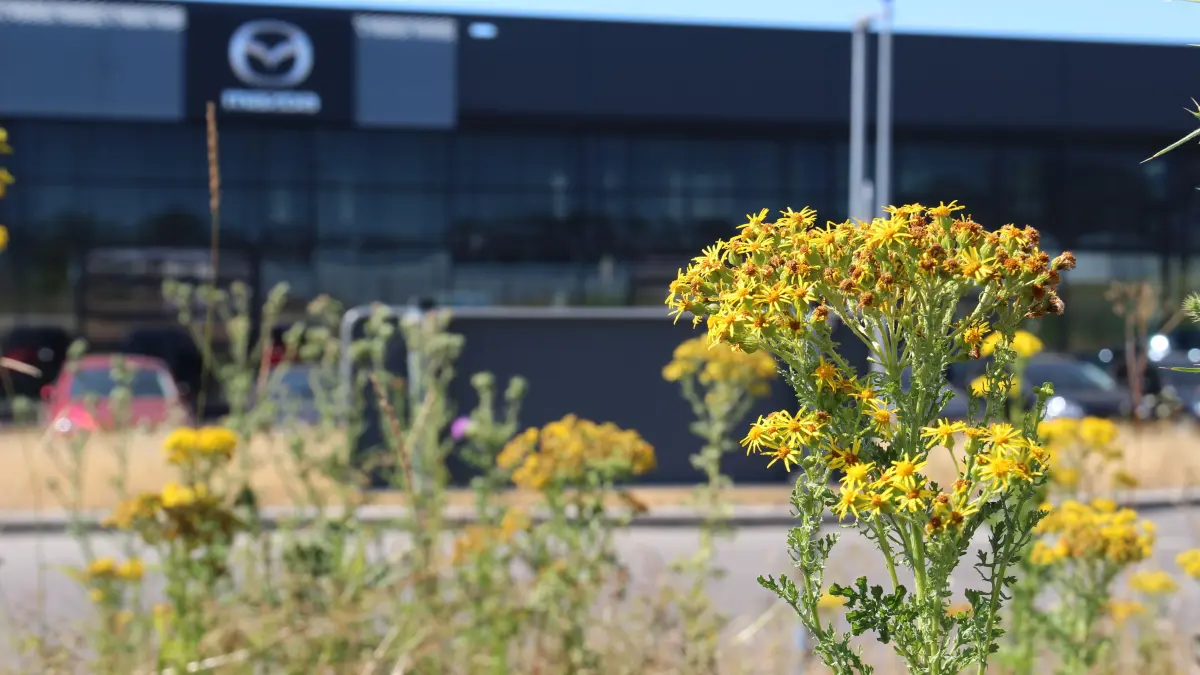 Jakobs-Greiskraut blüht auf Kreisverkehr am Mazda-Autohaus Sing in Schwäbisch Hall