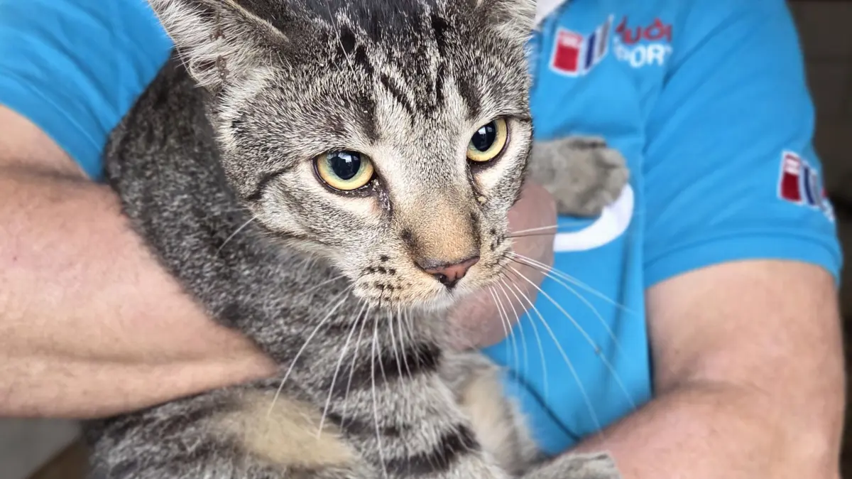 Gerettete Katze