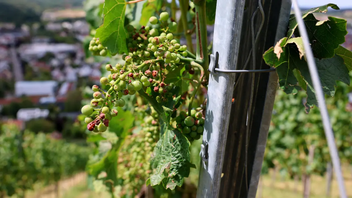 Weinberg Metzingen Hagel Hagelschaden