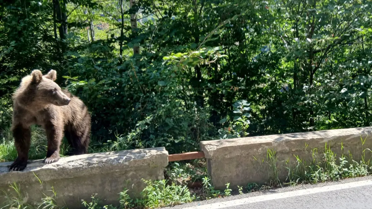 Braunbär: ARCHIV - 27.07.2025, Rumänien, Karpaten: Ein Bär läuft am Rande der Bergstraße Transfagarasan in den Karpaten. (zu dpa: «Mögliche Bärenspur im Allgäu – Behörden warnen Wanderer») Foto: Kathrin Lauer/dpa +++ dpa-Bildfunk +++