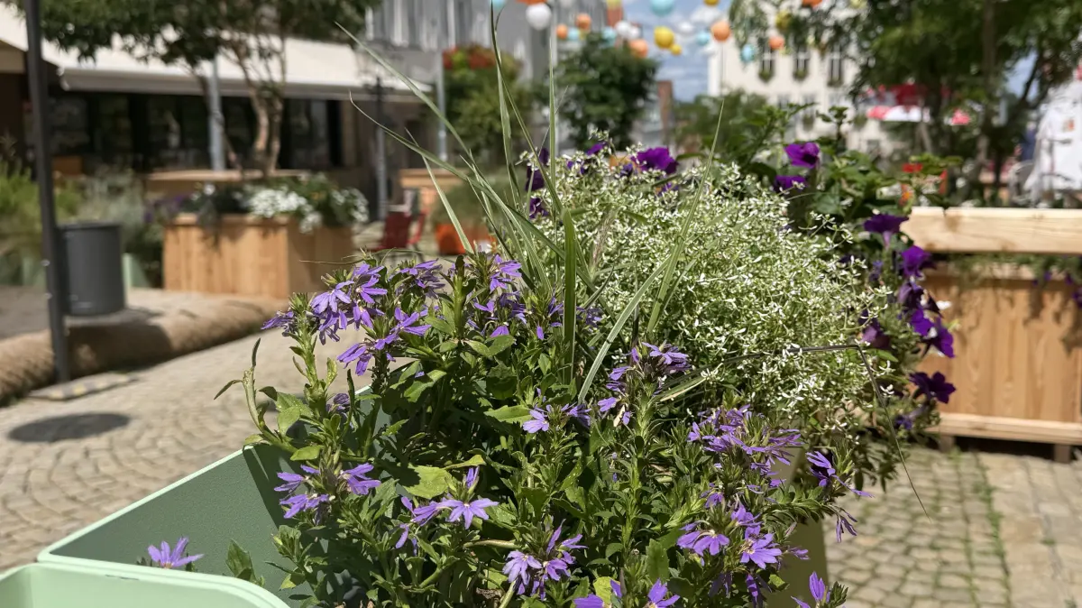Pflanzkästen wie diese werden von den Gewerbetreibenden am Marktplatz betreut.