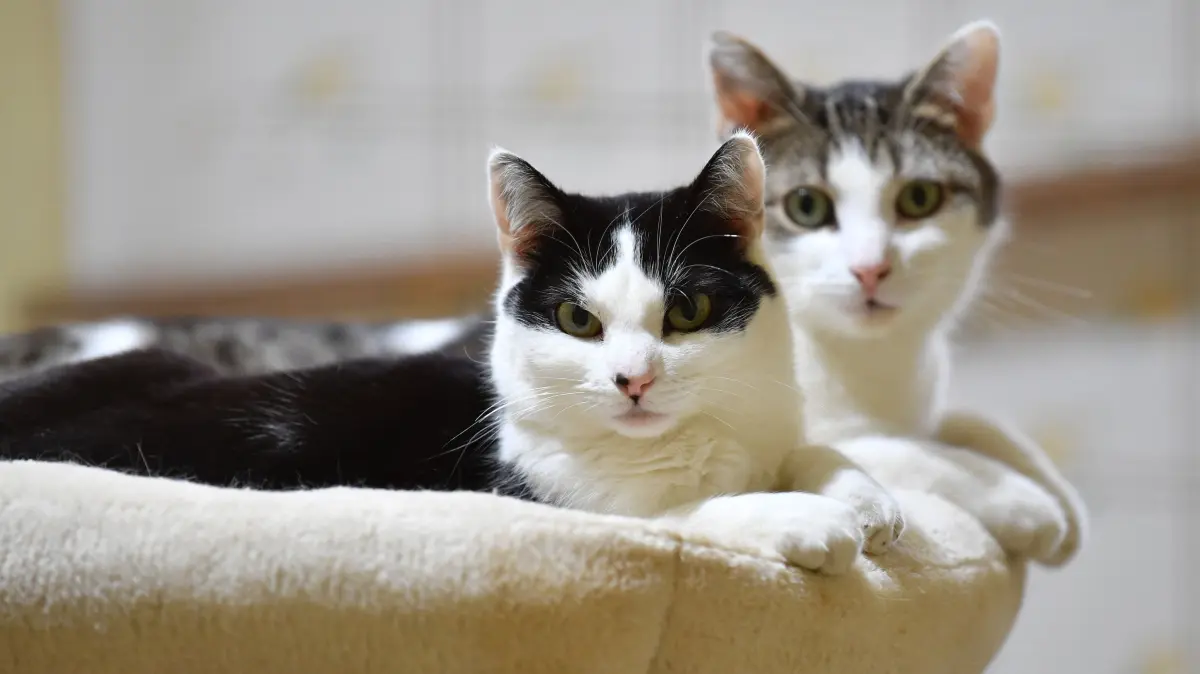 Nicht immer läuft es in Mehrkatzenhaushalten harmonisch ab.