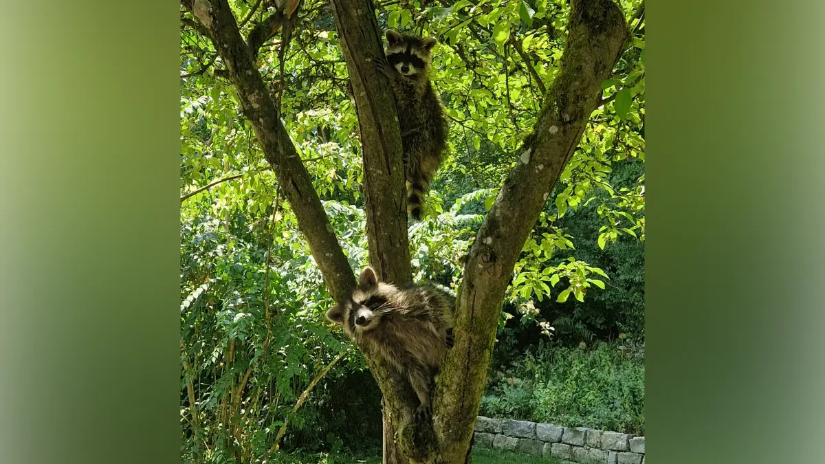 Waschbären in einem Haller Garten