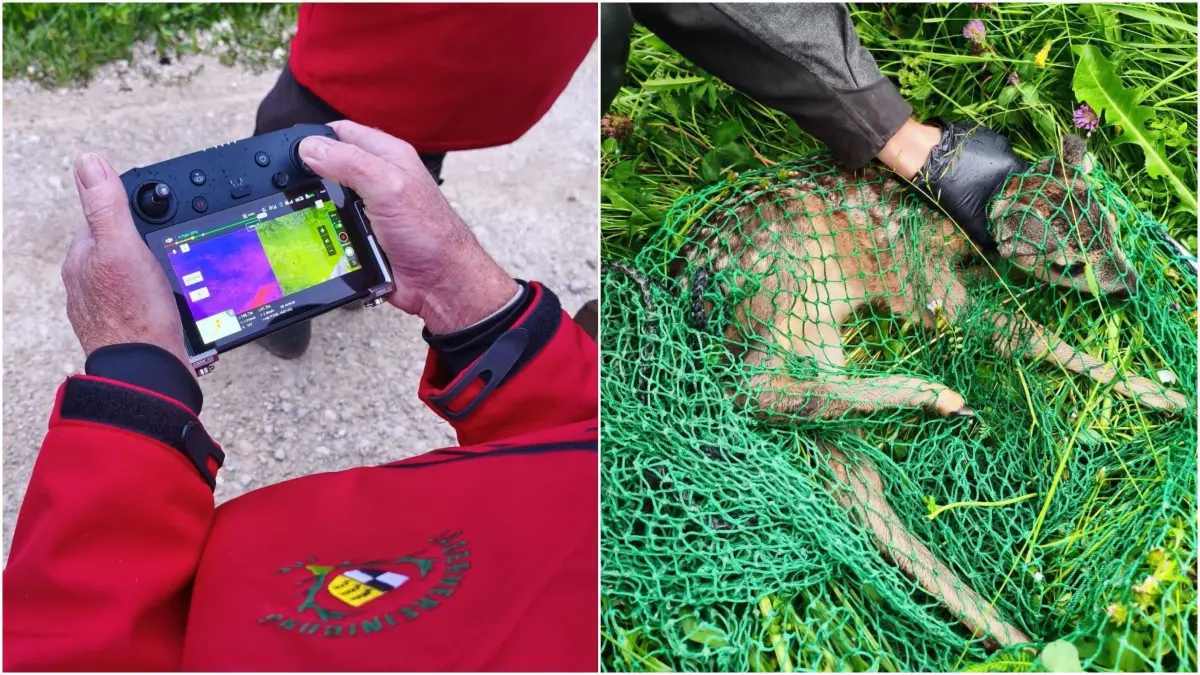 Die Farben auf dem Monitor der Fernbedienung verraten, wo die Thermokamera im Feld ein Rehkitz aufgestöbert hat. Ein Helfer wird an diese Stelle dirigiert, er rettet das Jungtier mit Netz und Handschuhen.