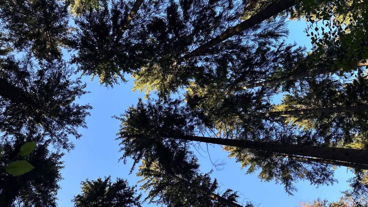 Der Wald in Meßstetten liefert ab. Im Vorjahr waren nicht nur die Holzerlöse bestens, sondern auch die Ökopunkte-Einnahmen stellten zufrieden.