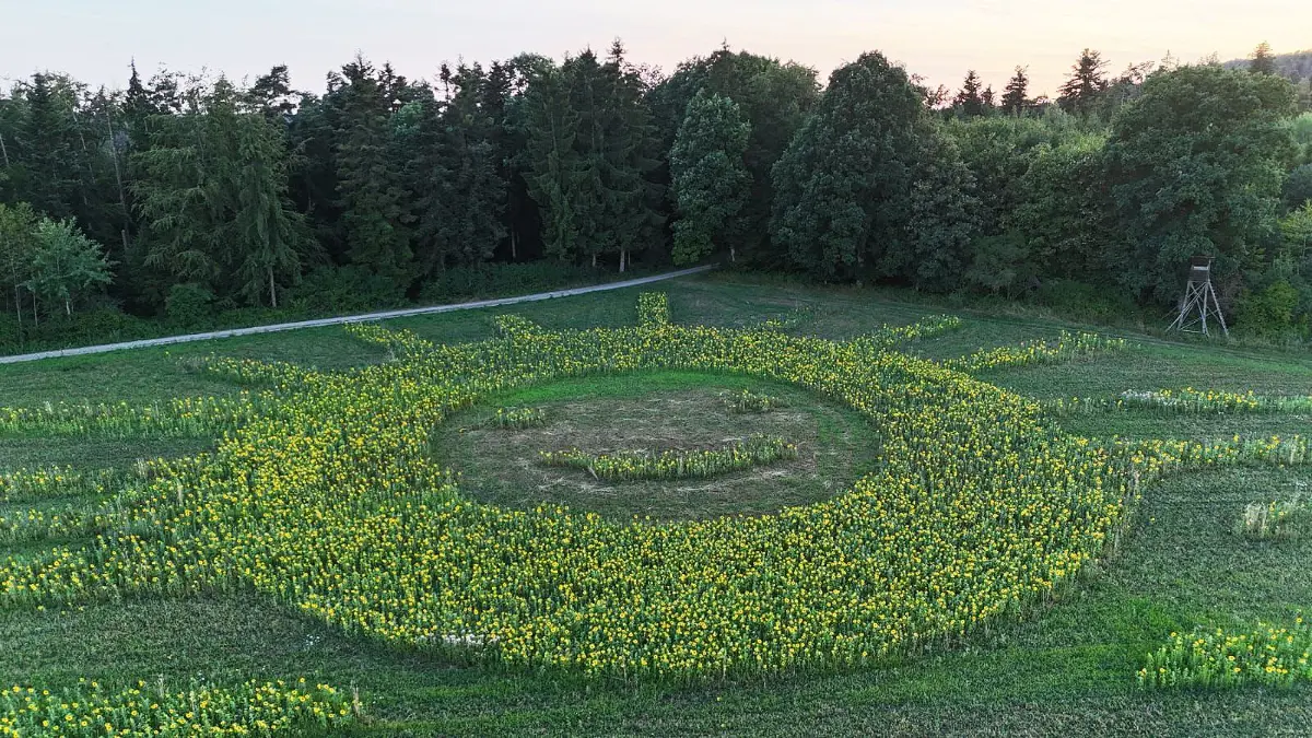 Sonnenblumen